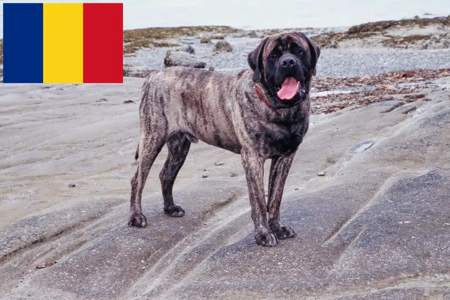 Mastiff kölykök és tenyésztők Románia Itt találhat masztiff tenyésztőket Romániában.