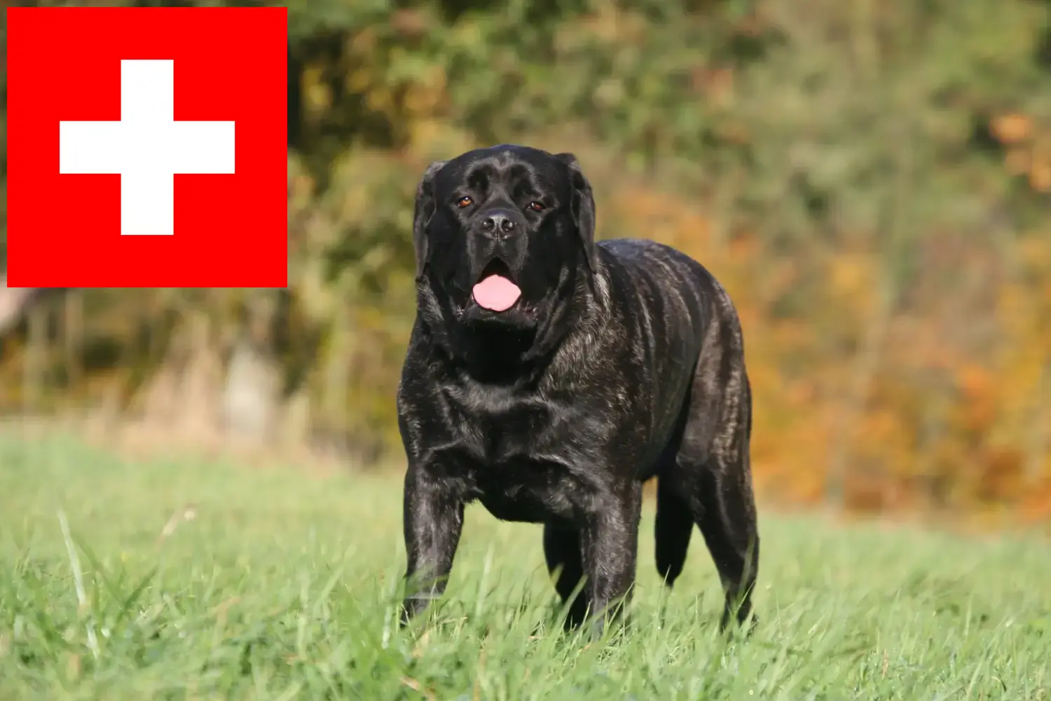 Mastiff kölykök és tenyésztők Svájcban Itt találhat masztiff tenyésztőket Svájcban.