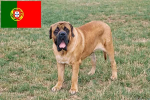 Read more about the article Mastiff tenyésztők és kölykök Portugáliában
