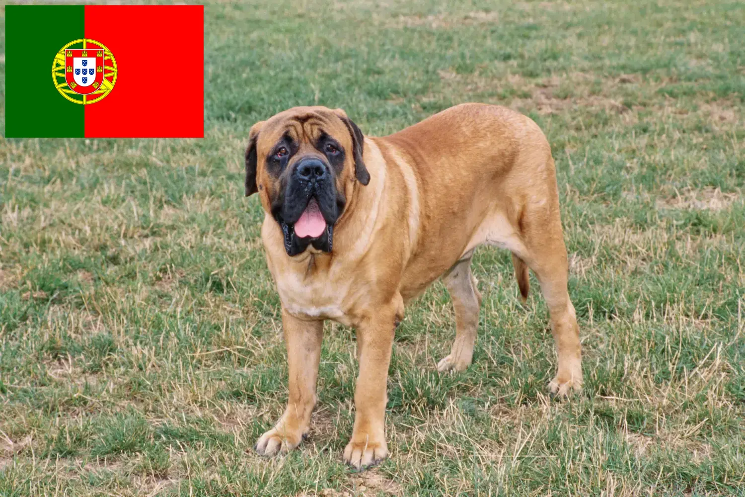 Mastiff kölykök és tenyésztők Portugália Itt találhat masztiff tenyésztőket Portugáliában.