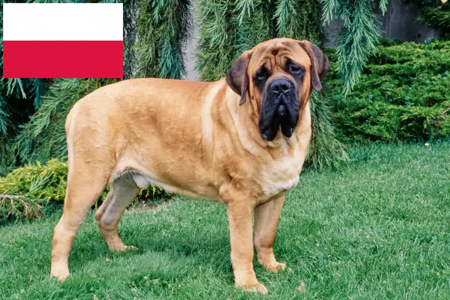Mastiff kölyökkutyák és tenyésztők Lengyelország Itt találhat masztiff tenyésztőket Lengyelországban.