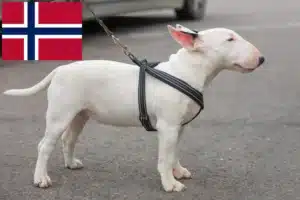 Read more about the article Miniature Bull Terrier tenyésztők és kiskutyák Norvégiában