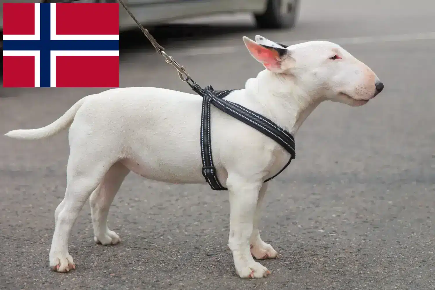 Miniature Bull Terrier kiskutyák és tenyésztők Norvégia Keress miniatűr bullterrier tenyésztőket Norvégia területén.
