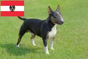 Read more about the article Miniature Bull Terrier tenyésztők és kölykök Ausztriában
