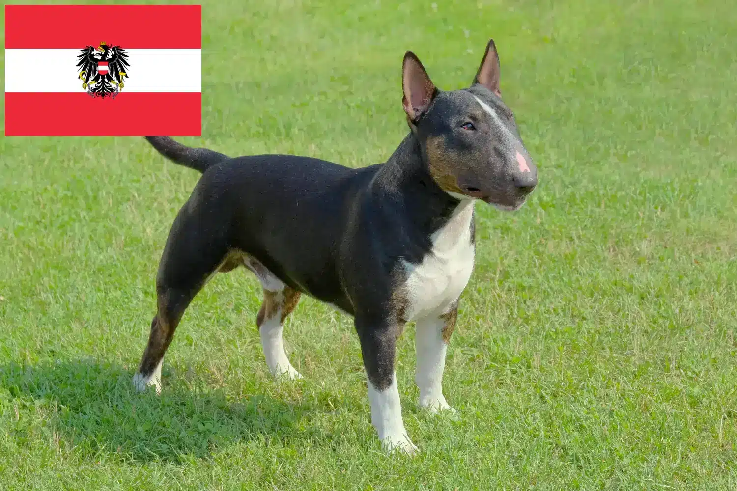 Miniature Bull Terrier kölykök és tenyésztők Ausztria Itt találhat miniatűr bullterrier tenyésztőket Ausztriában.