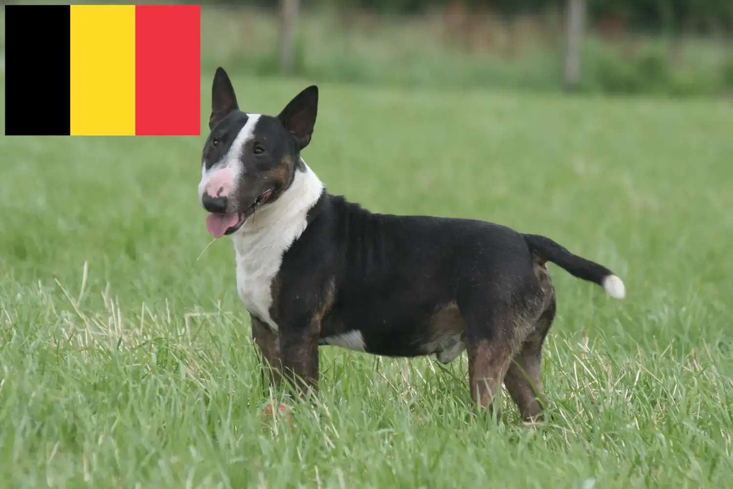 Miniature Bull Terrier kölykök és tenyésztők Belgium Miniature Bull Terrier tenyésztők keresése Belgiumban.