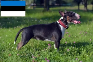 Read more about the article Miniature Bull Terrier tenyésztők és kiskutyák Észtországban