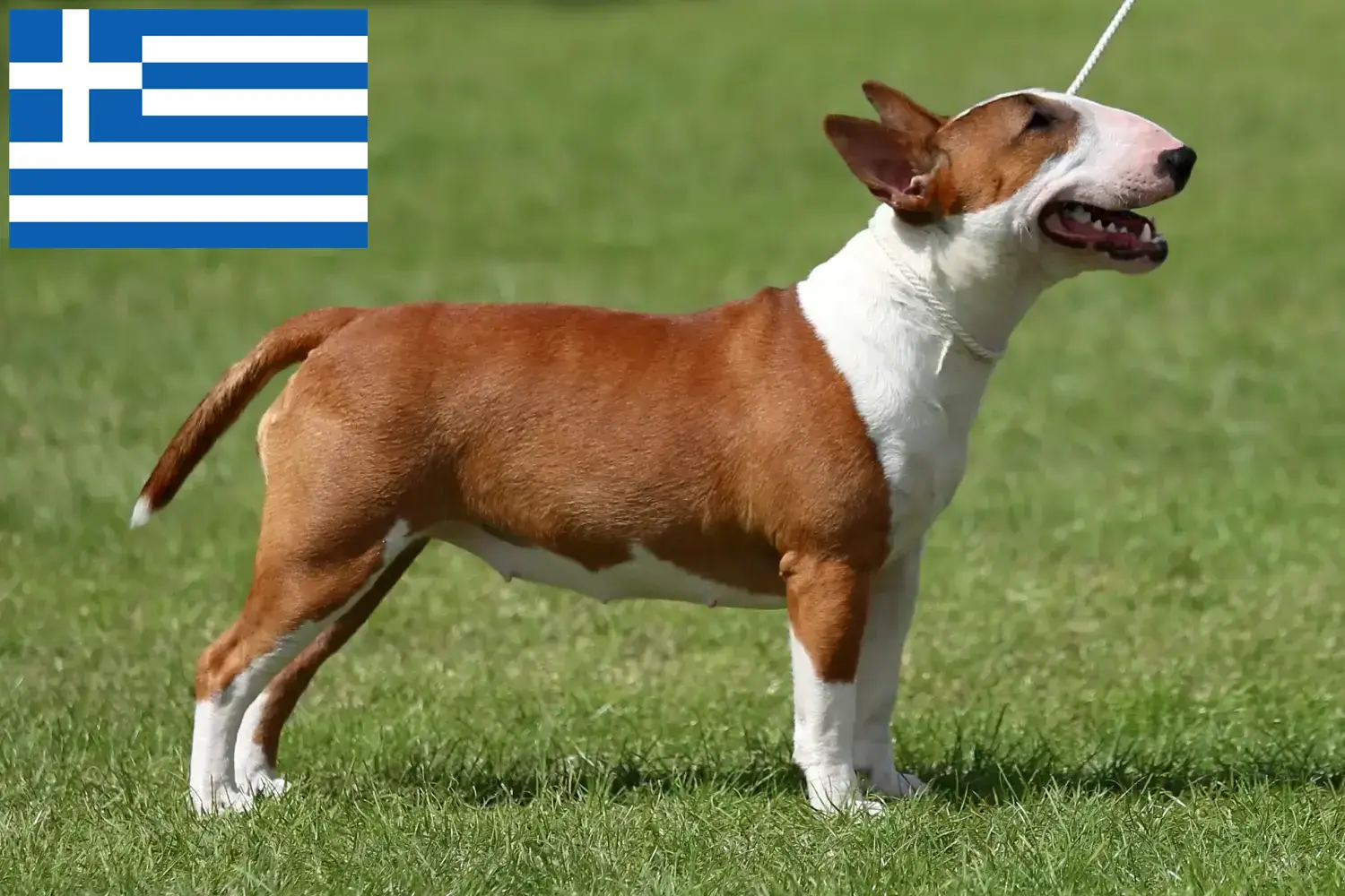 Miniature Bull Terrier kölykök és tenyésztők Görögország Itt találhat miniatűr bullterrier tenyésztőket Görögországban.