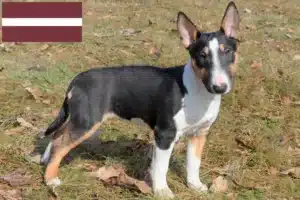 Read more about the article Miniature Bull Terrier tenyésztők és kölykök Lettországban