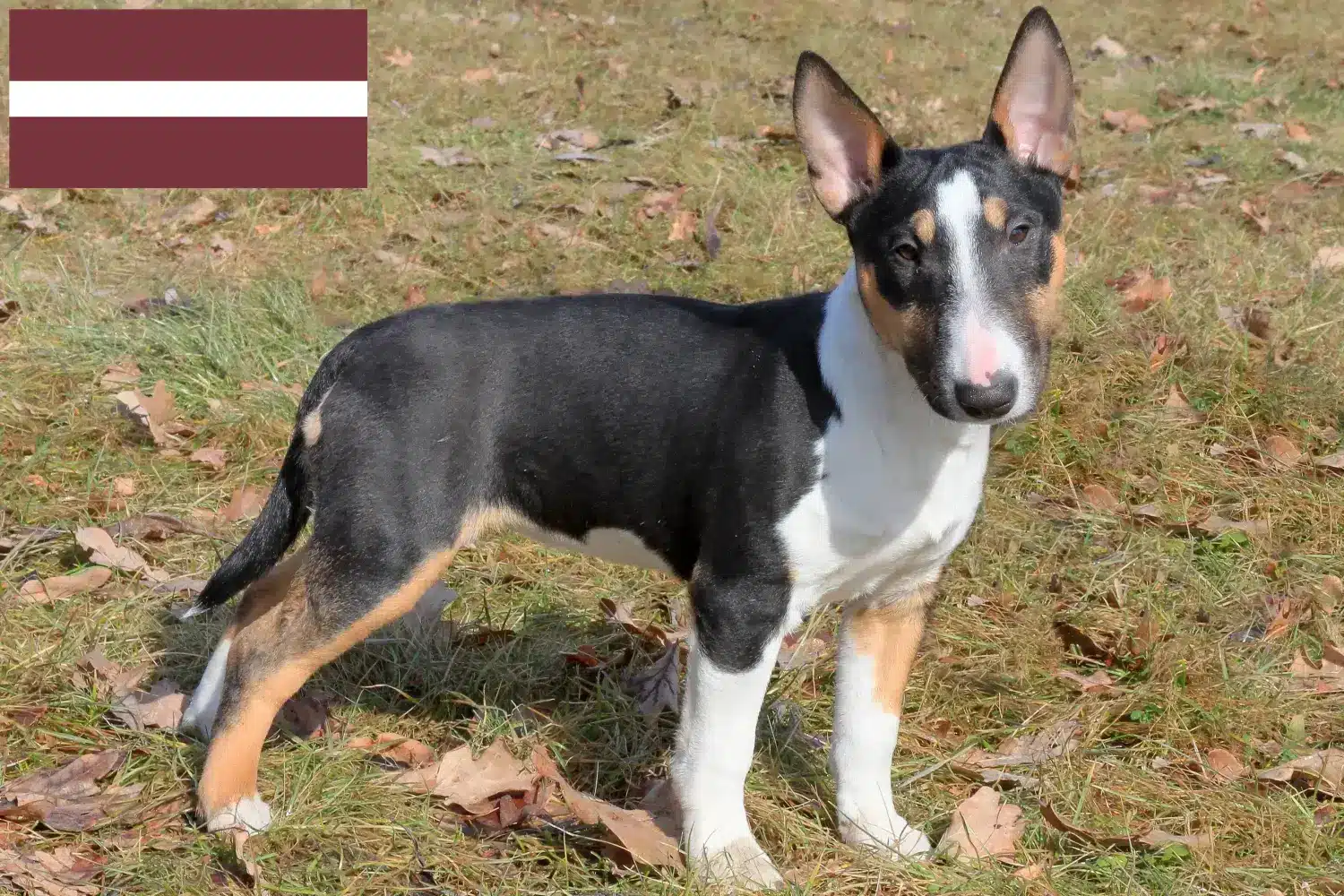 Miniature Bull Terrier kiskutyák és tenyésztők Lettország Keress miniatűr bullterrier tenyésztőket Lettországban.