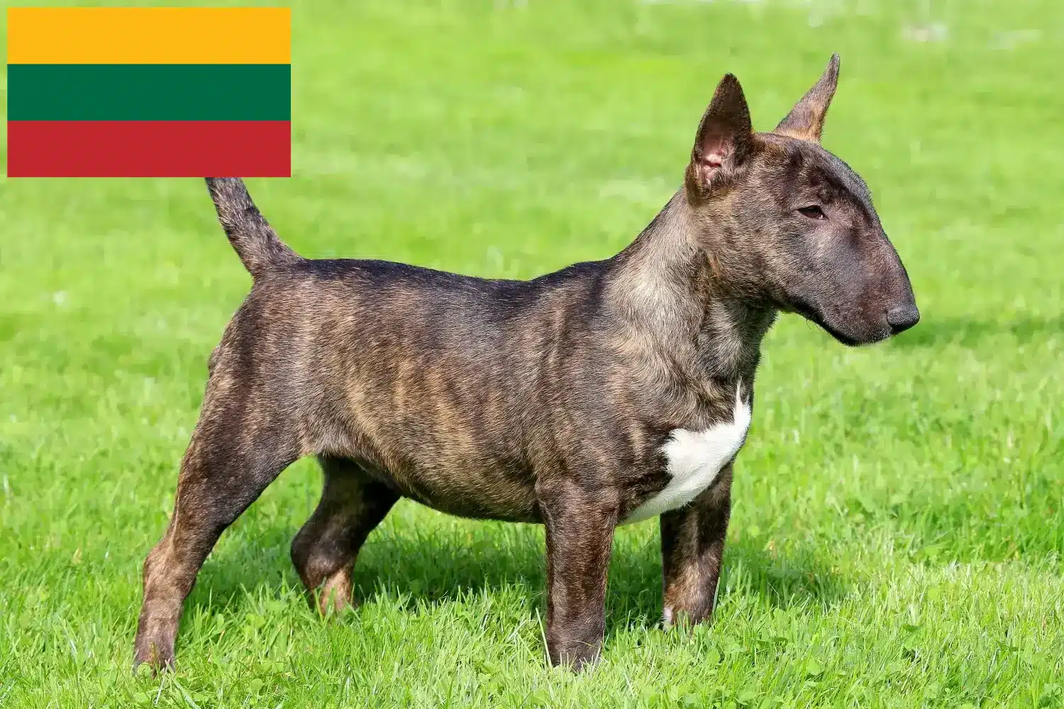 Miniature Bull Terrier kiskutyák és tenyésztők Litvánia Keress miniatűr bullterrier tenyésztőket Litvániában.