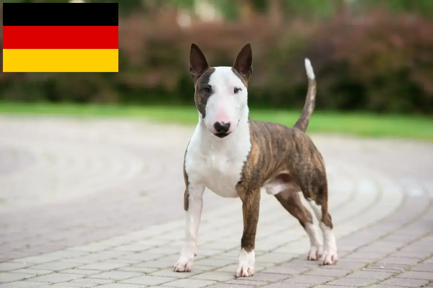 Miniature Bull Terrier kiskutyák és tenyésztők Németország Itt találhat miniatűr bullterrier tenyésztőket Németországban.