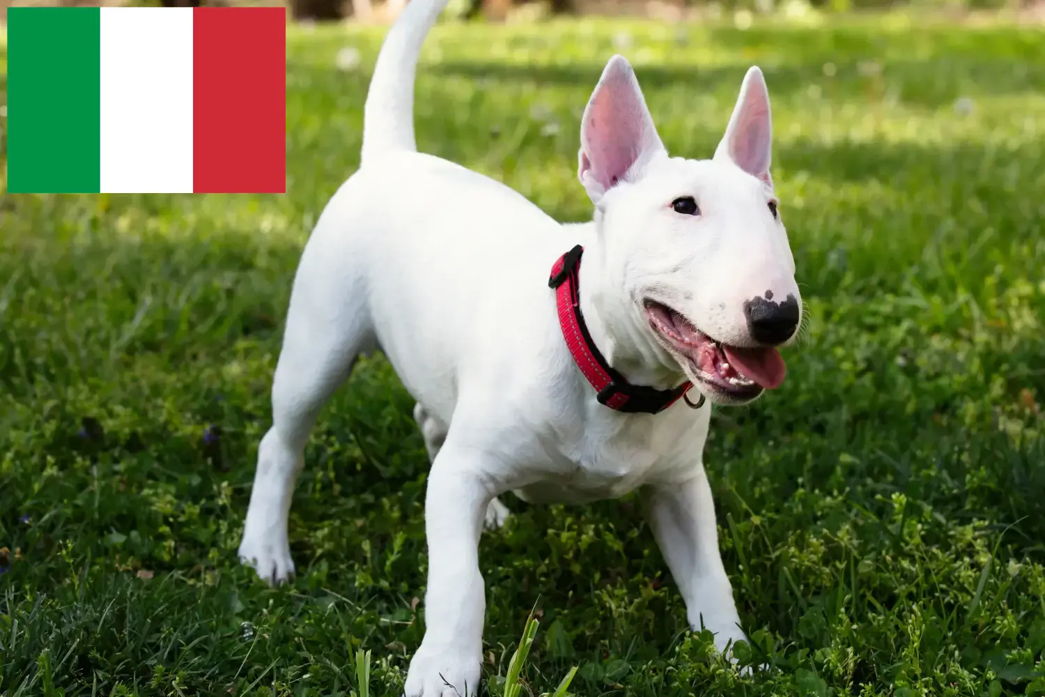 Miniature Bull Terrier kiskutyák és tenyésztők Olaszország Itt találhat miniatűr bullterrier tenyésztőket Olaszországban.