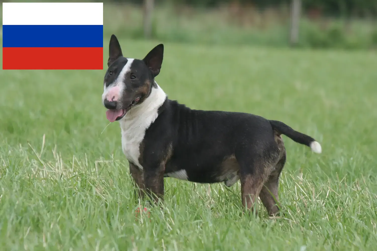 Miniature Bull Terrier kiskutyák és tenyésztők Oroszország Itt találhat miniatűr bullterrier tenyésztőket Oroszországban.