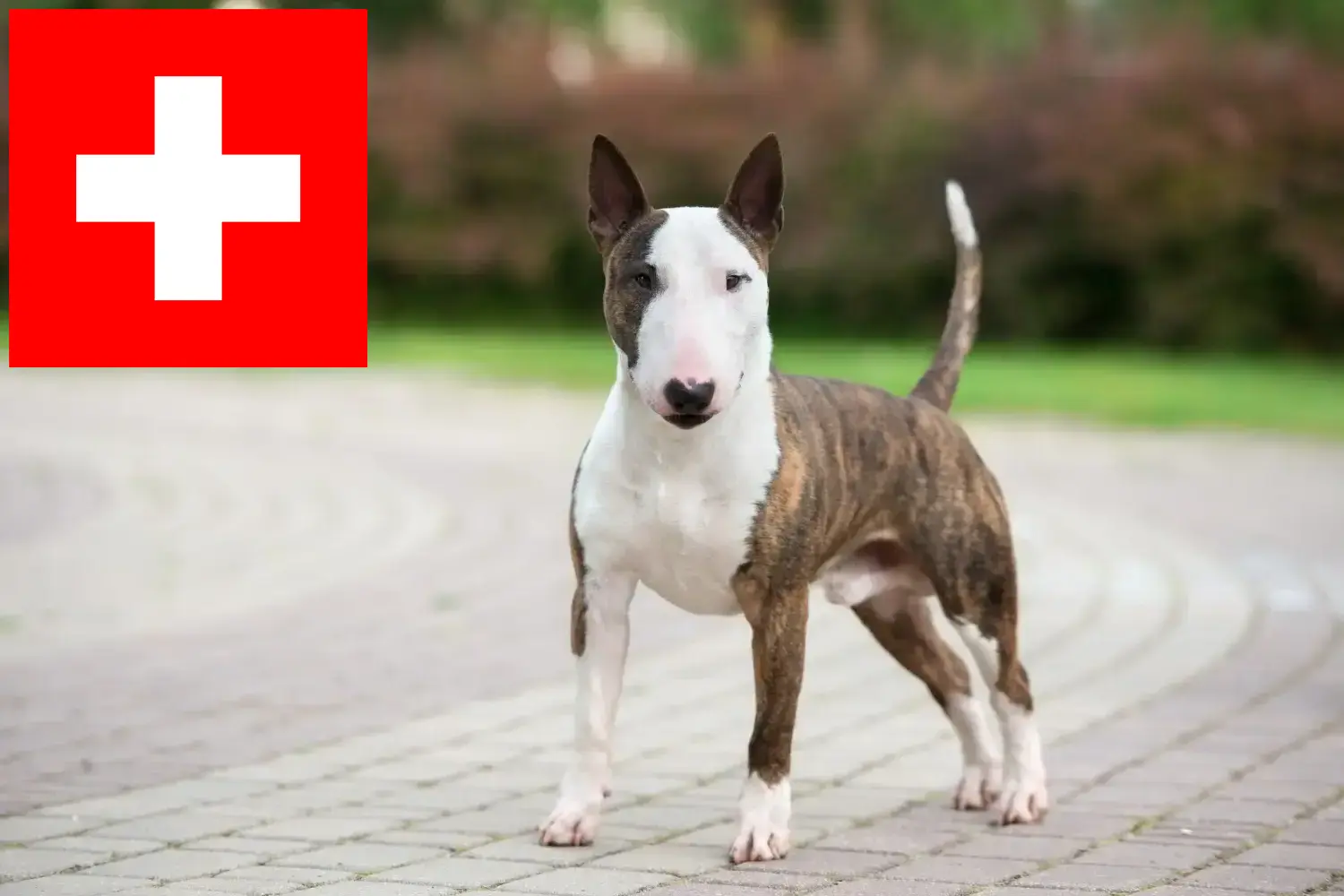 Miniature Bull Terrier kölykök és tenyésztők Svájcban Itt megtalálja a Svájcban található miniatűr bullterrier tenyésztőket.