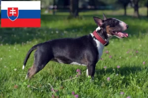 Read more about the article Miniature Bull Terrier tenyésztők és kölykök Szlovákiában