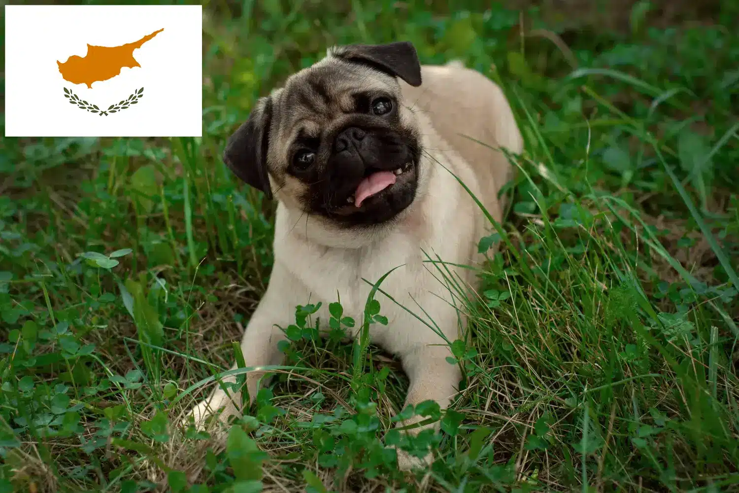 Mopsz kiskutyák és tenyésztők Ciprusi Köztársaság Itt talál mopsz tenyésztőket Cipruson.