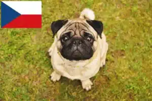 Read more about the article Mopsz tenyésztők és kölykök Csehországban