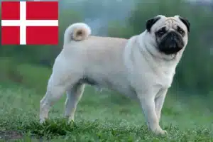 Read more about the article Mopsz tenyésztők és kölykök Dániában