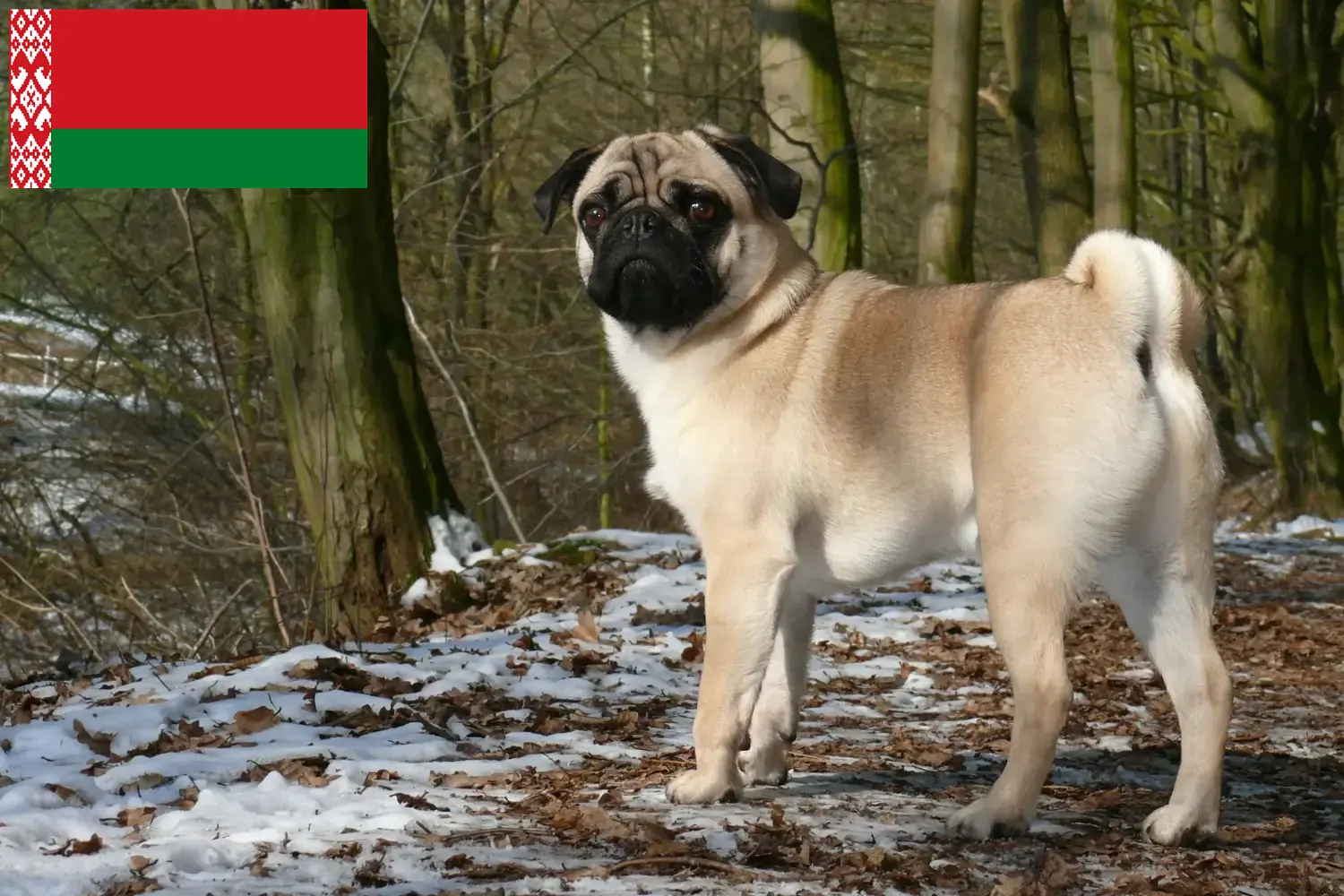 Mopsz kiskutyák és tenyésztők Fehéroroszország Itt talál mopsz tenyésztőket Fehéroroszországban.