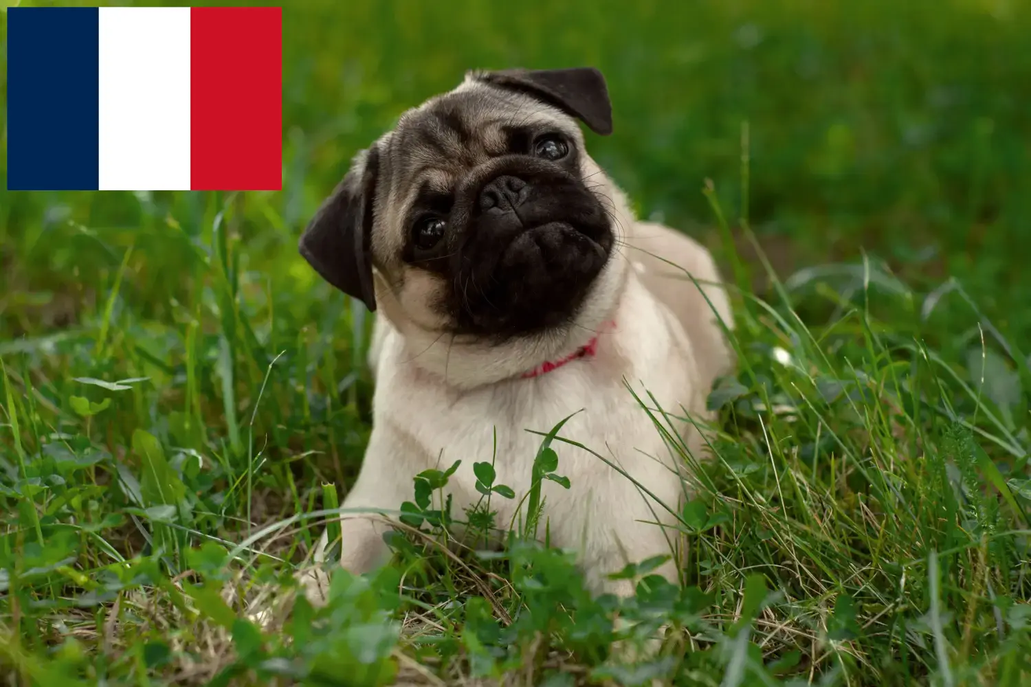 Mopsz kölykök és tenyésztők Franciaország Itt talál mopsz tenyésztőket Franciaországban.