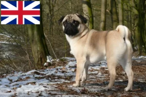 Read more about the article Mopsz tenyésztők és kölykök Nagy-Britanniában