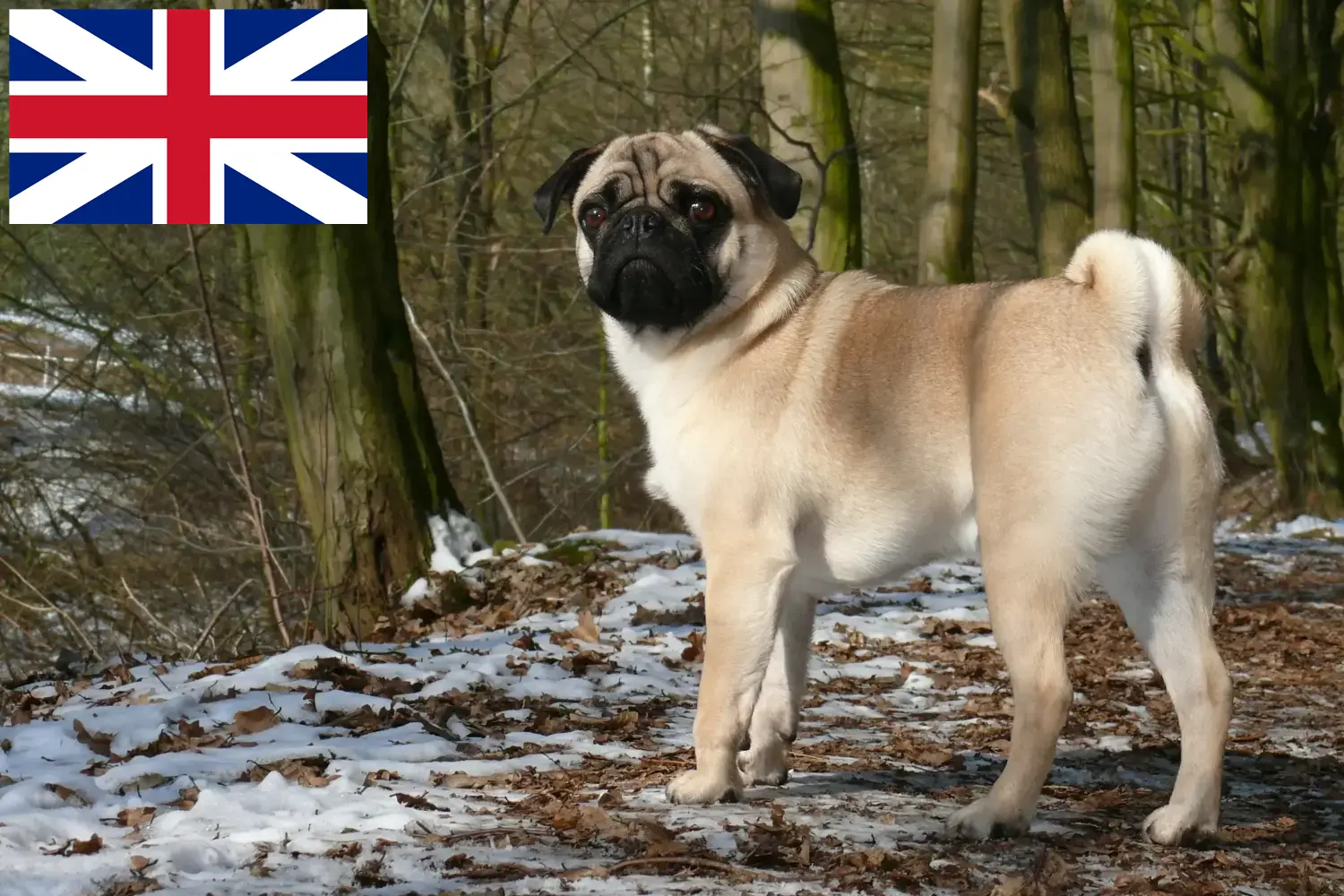 Mopsz kiskutyák és tenyésztők Nagy-Britannia Itt mopsz tenyésztőket talál Nagy-Britanniában.