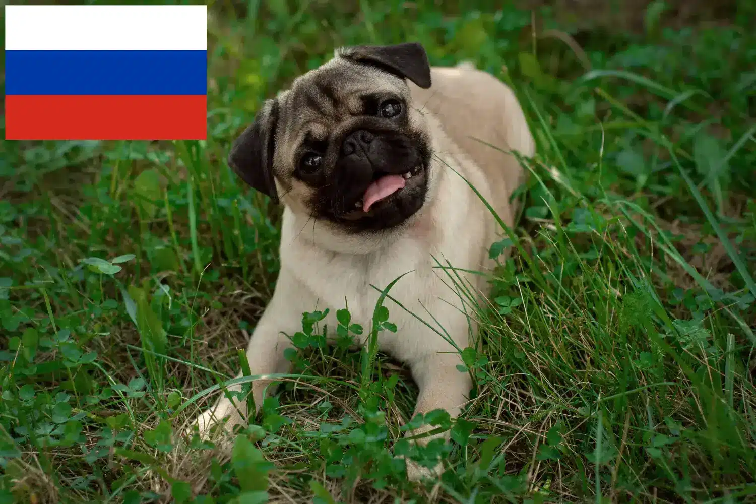 Mopsz kölykök és tenyésztők Oroszország Itt mopsz tenyésztőket talál Oroszországban.