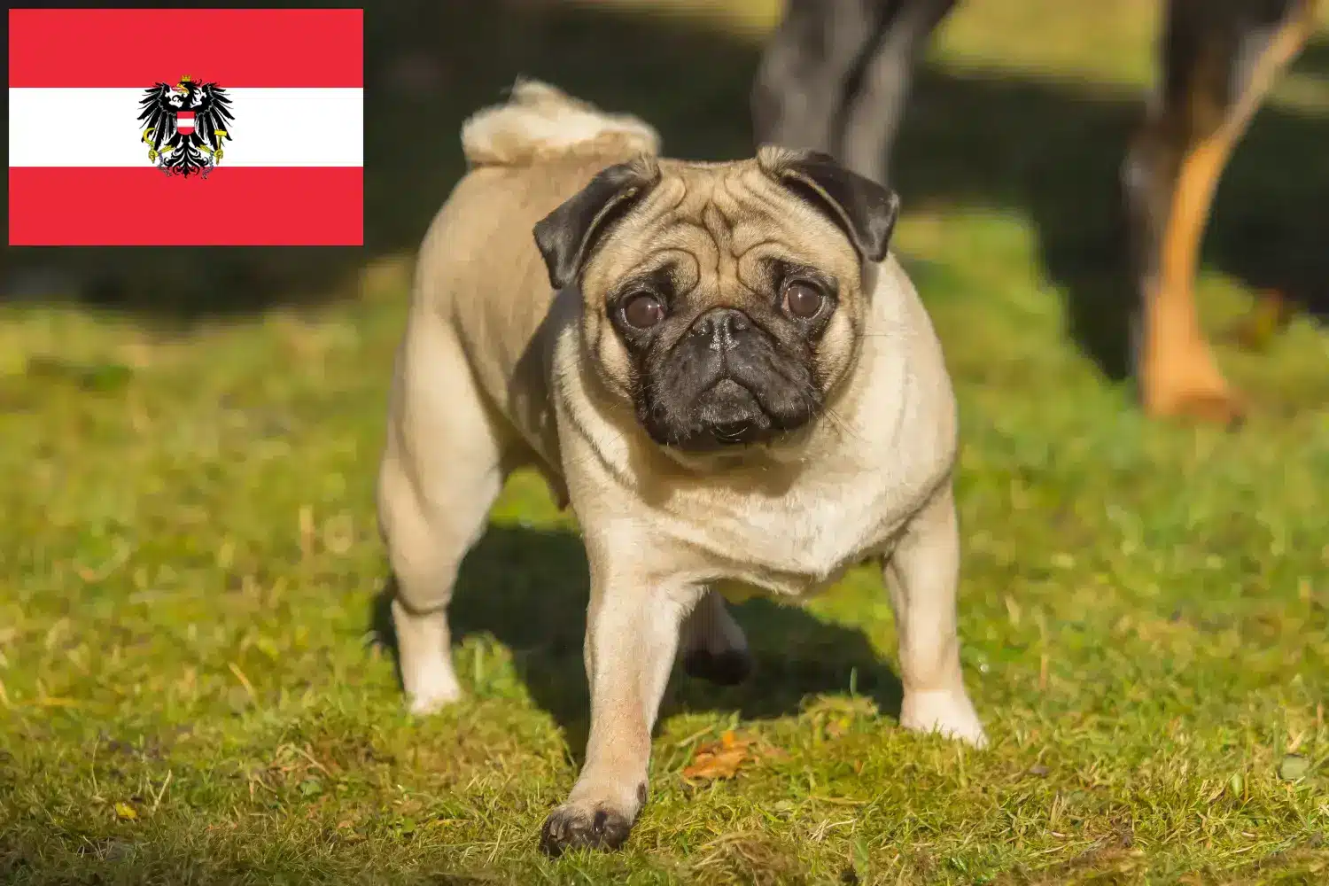 Mopsz kölykök és tenyésztők Ausztria Itt mopsz tenyésztőket talál Ausztriában.