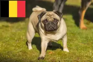 Read more about the article Mopsz tenyésztők és kölykök Belgiumban