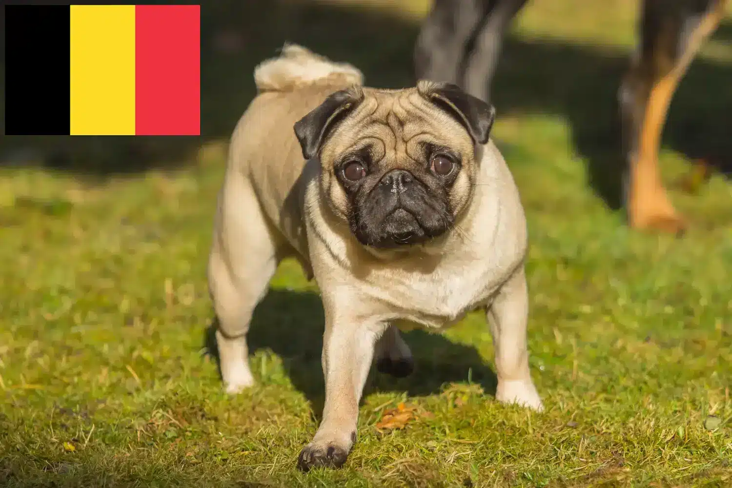Mopsz kölykök és tenyésztők Belgium Itt talál mopsz tenyésztőket Belgiumban.