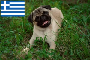 Read more about the article Mopsz tenyésztők és kölykök Görögországban