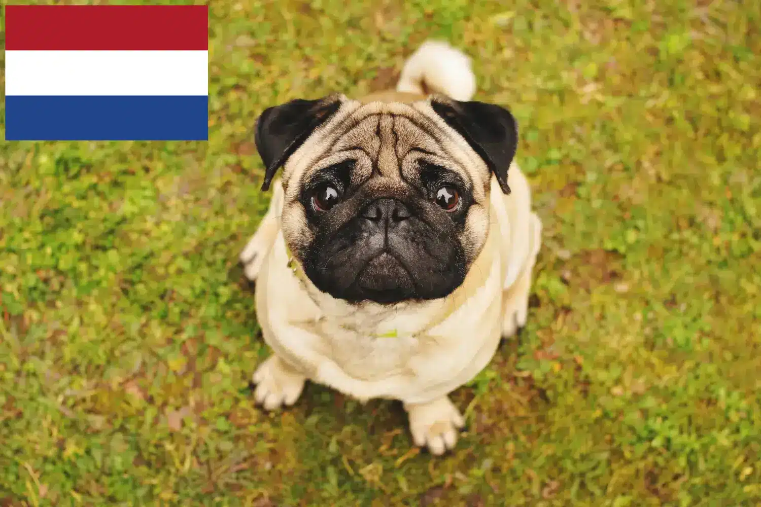 Mopsz kölykök és tenyésztők Hollandia Itt mopsz tenyésztőket talál Hollandiában.