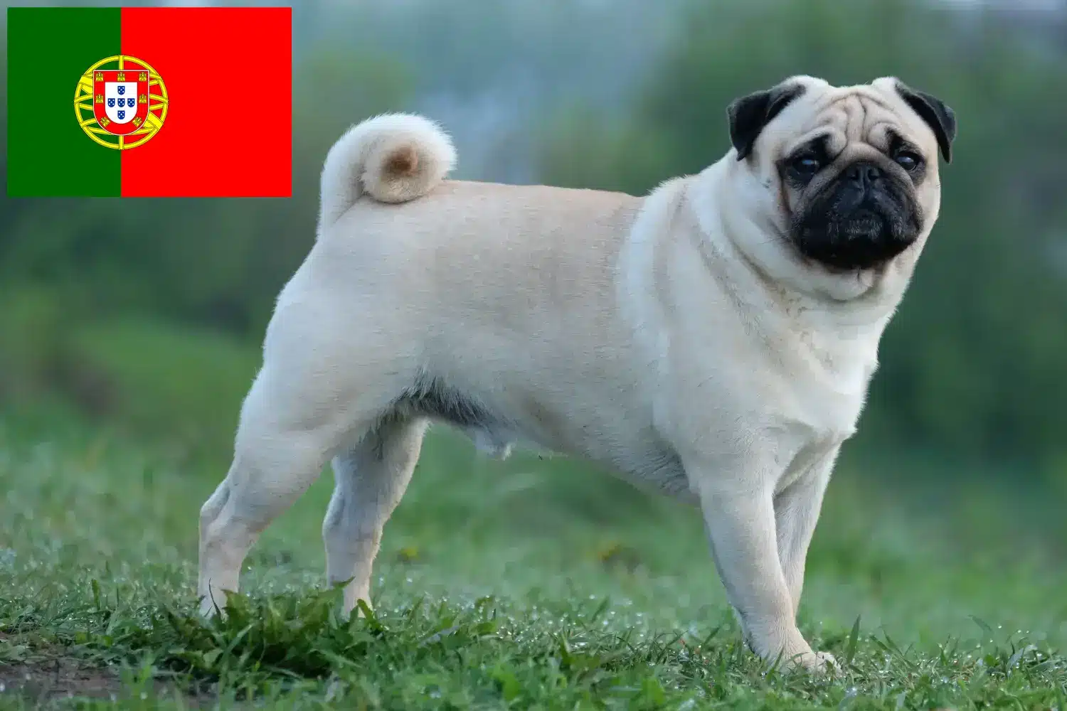 Mopsz kölykök és tenyésztők Portugália Itt talál mopsz tenyésztőket Portugáliában.