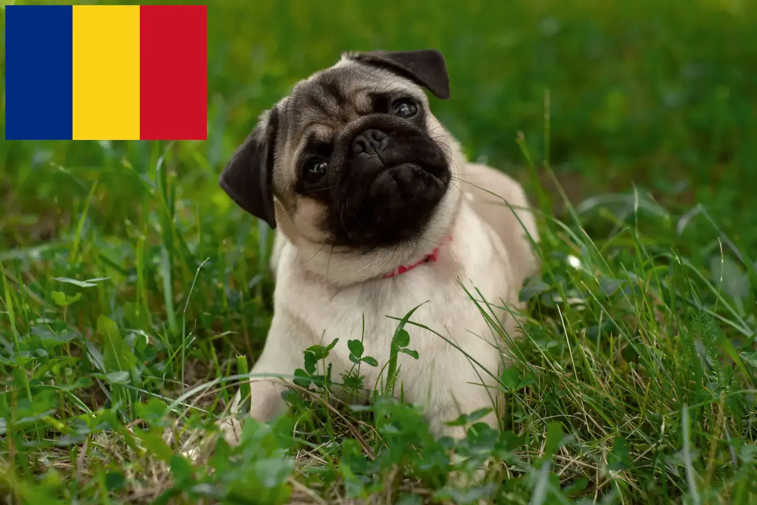Mopsz kölykök és tenyésztők Románia Itt talál mopsz tenyésztőket Romániában.