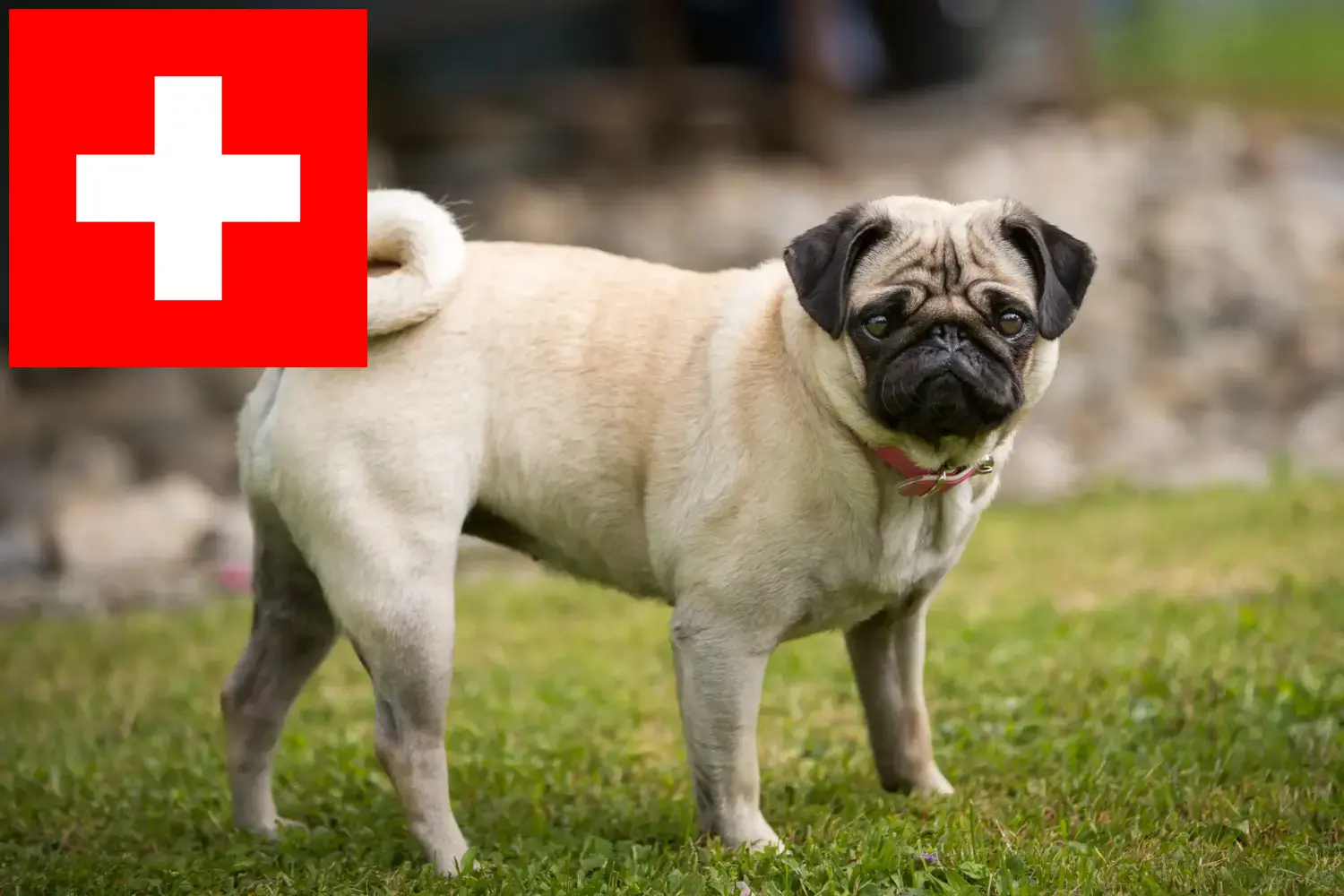 Mopsz kölykök és tenyésztők Svájcban Itt mopsz tenyésztőket talál Svájcban.