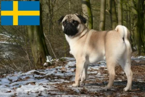 Read more about the article Mopsz tenyésztők és kölykök Svédországban