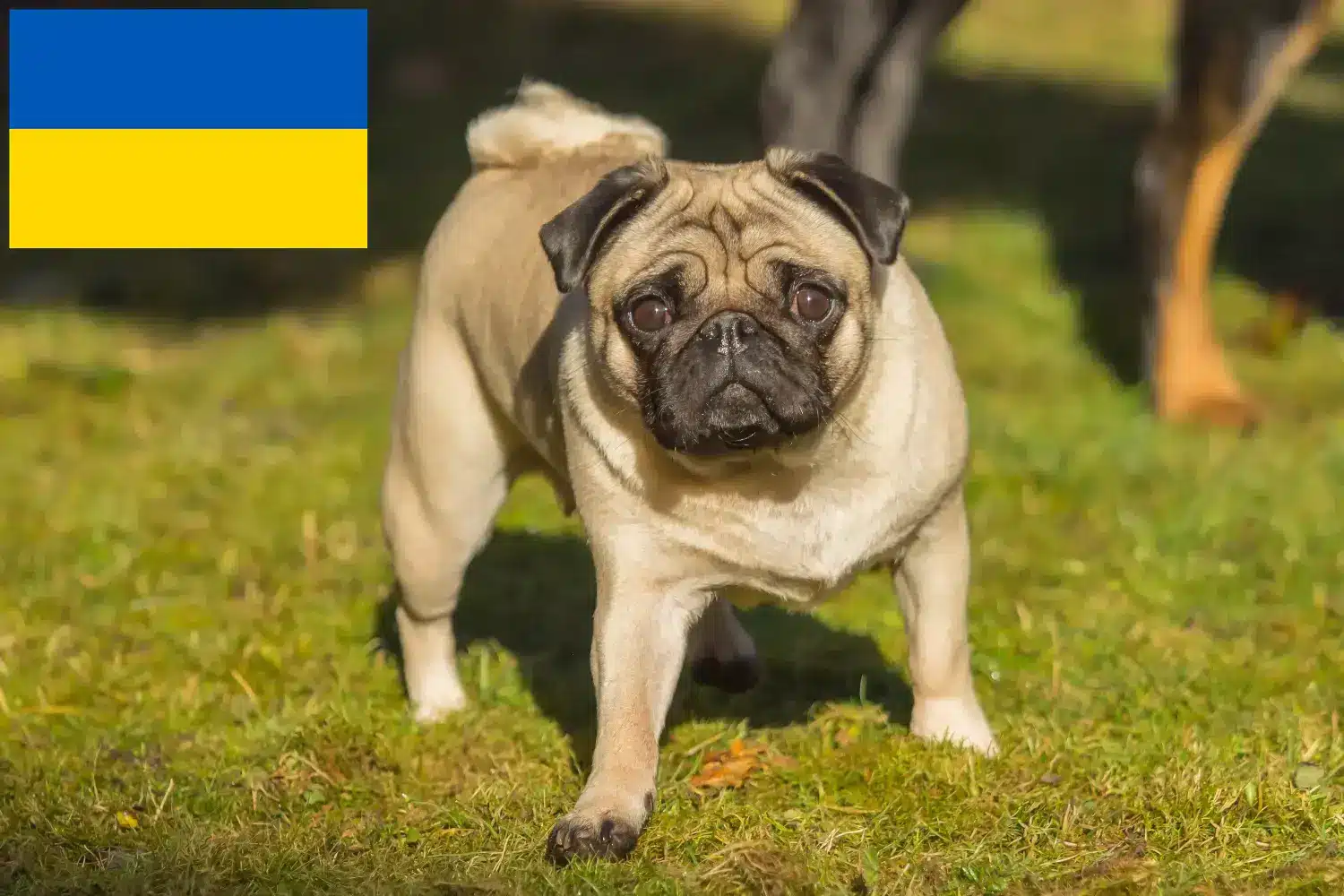 Mopsz kölykök és tenyésztők Ukrajna Itt mopsz tenyésztőket talál Ukrajnában.
