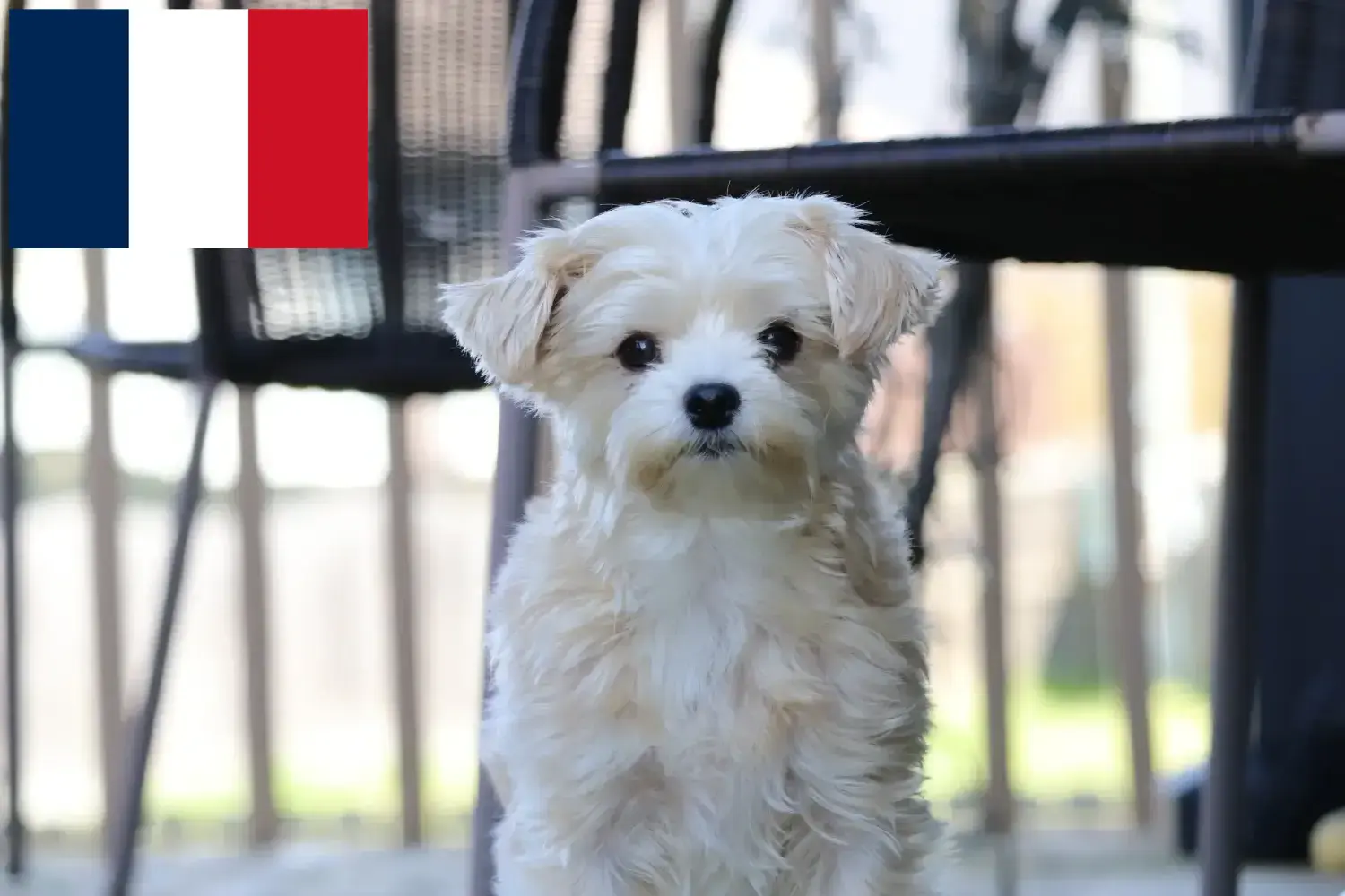Morkie kölykök és tenyésztők Franciaország Itt megtalálhatja a franciaországi Morkie tenyésztőket.