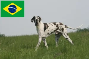 Read more about the article Német dog tenyésztők és kölykök Brazíliában