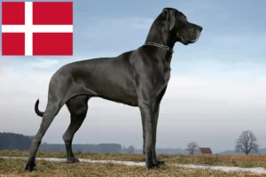 Read more about the article Dán dog tenyésztők és kölykök Dániában