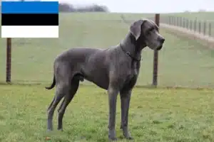 Read more about the article Német dog tenyésztők és kölykök Észtországban