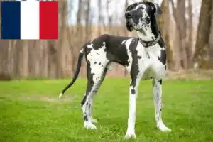 Read more about the article Német dog tenyésztők és kölykök Franciaországban