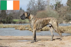 Read more about the article Német dog tenyésztők és kiskutyák Írországban