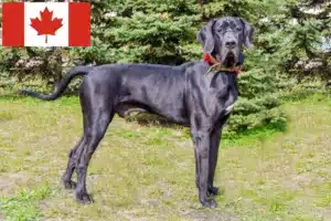 Read more about the article Német dog tenyésztők és kölykök Kanadában
