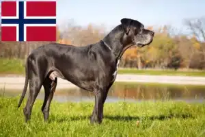 Read more about the article Norvégiai dán dog tenyésztők és kiskutyák
