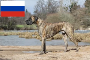 Read more about the article Német dog tenyésztők és kiskutyák Oroszországban