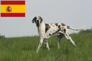 Read more about the article Német dog tenyésztők és kölykök Spanyolországban