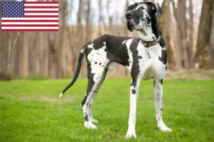 Read more about the article Német dog tenyésztők és kölykök az USA-ban