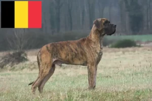 Read more about the article Német dog tenyésztők és kölykök Belgiumban